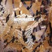 %D0%A4%D1%83%D1%82%D0%B1%D0%BE%D0%BB%D0%BA%D0%B0_Remington_Yellow_Waterfowl_Honeycombs_2